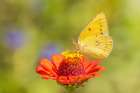 Orange sulphur on zinnia, Marion County, Illinois. Art Print